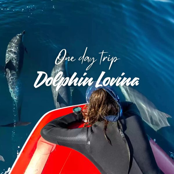 One Day Trip Dolphin Lovina