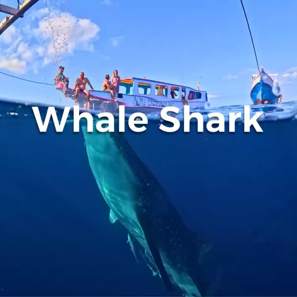 Paket Private One Day Trip Whale Shark Start Sumbawa