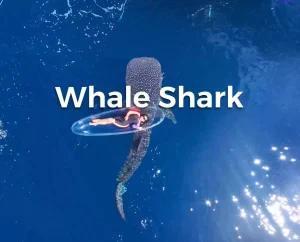 Paket Private Trip 2 Hari 1 Malam Whale Shark Start Lombok