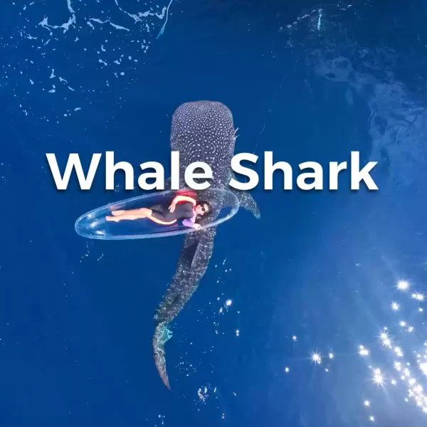 Paket Private Trip 2 Hari 1 Malam Whale Shark Start Lombok