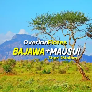Paket Trip 3 Hari 2 Malam Overland Bajawa + Savana Mausui