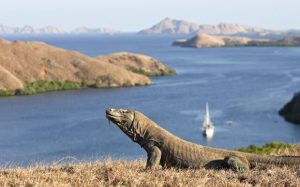 Pulau Komodo Panduan Lengkap Untuk Destinasi Terbaik Dalam Trip Sailing